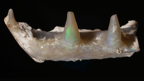 fossilporn:An opalized jaw of a Cretaceous aged freshwater from Lightning Ridge, Australia.  Lightni