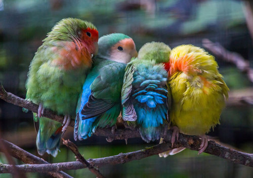 awesome-picz:Pics Of Birds Cuddling Together For Warmth Will Melt Your Heart