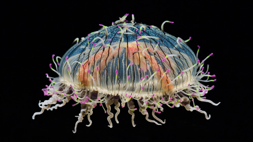 Sex coolthingoftheday: TOP TEN COOLEST JELLYFISH pictures