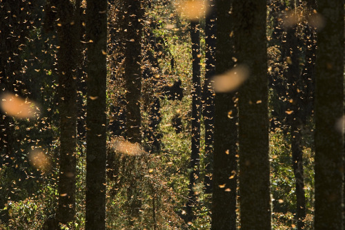 shithowdy:  nubbsgalore:  every autumn, tens of millions of monarch butterflies travel to their ancestral winter roosts in mexico’s mountain fir forests, coating the trunks of the trees in the orange of their wings, and causing the branches to droop