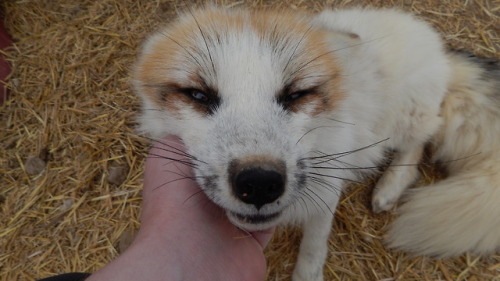 Two lovely foxes, both very sweet and playful :3 Got to see them the other day as I did volunteer wo