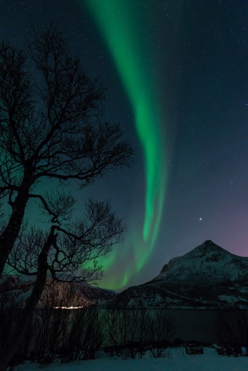 Sex abiesque:  Aurora Borealis, Tromsø, by Marcelo pictures