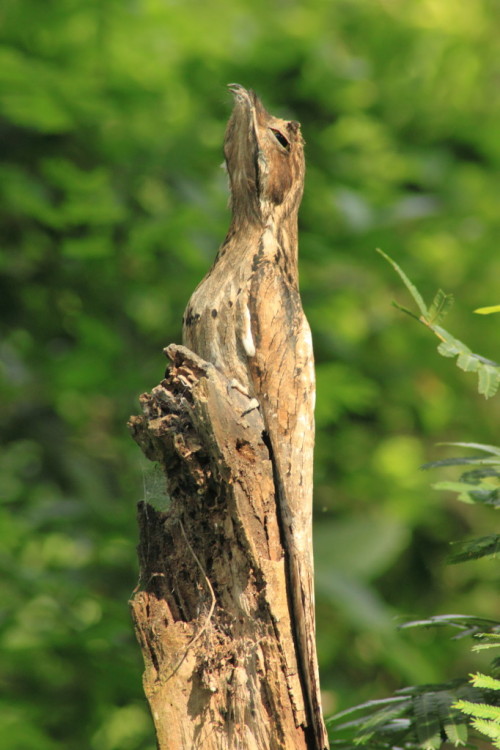 joachimmurat:  the-last-hair-bender:  coolthingoftheday:  coolthingoftheday:  coolthingoftheday:  Potoos use their body posture to camouflage themselves as part of the tree they’re perched in.  GUYS. LOOK IN THE SECOND PICTURE. LOOK AT THE FUZZY BABBY