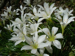 Wild Easter Lilies 