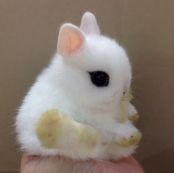 tegansenpai:  mattsykun:  inturnaround:  nonsolokawaii:  Sweet Bunnies =^ω^= (via)  Life is hard. Here’s some fluffy buns.  HNNNNNGH 2CUTE4ME   top bun’s winged eyeliner game is strong