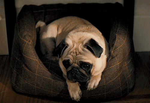 agentlancelots:Just know that having something to lose … is what makes life worth living.