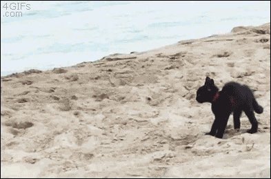 awwww-cute:Kitten on a beach  “NOPE! NOPE! RUN AWAY!”