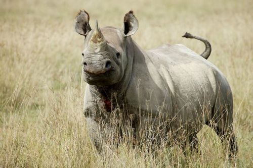 It’s black rhinoceros here at EDGE!  Join us for a week of facts about this amazing armou