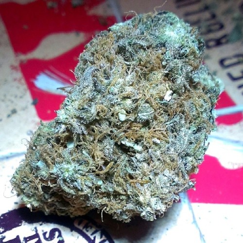 kittenloveskush:  New oz day is da best day 💨👼 #mybud