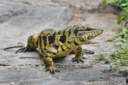 lovingexotics: Golden Tegu Tupinambis teguixin Source: Here