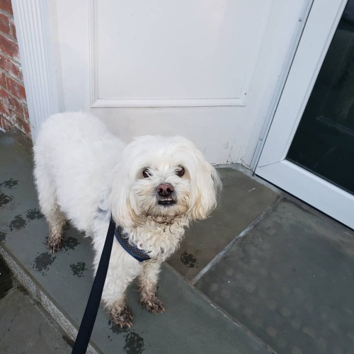 This what a naughty puppy looks like. Swipe to see what he looks like after a bath! (Though he&r