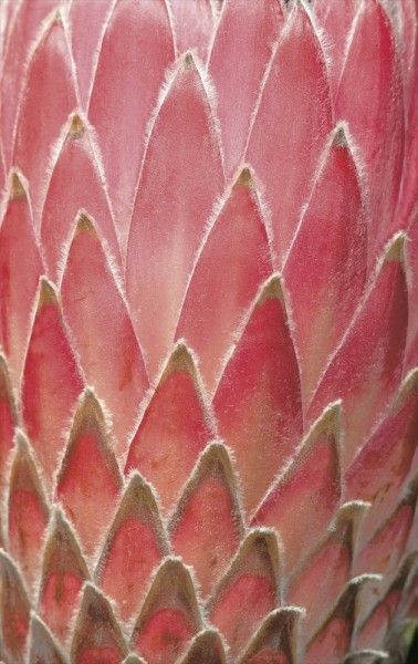 themagicfarawayttree:Protea | Heinrich van den Berg