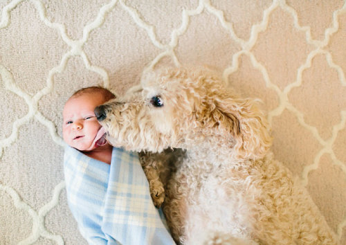 housewifesecrets:  johnnybee:  This made me mist up a little. Big pups being friends to human kids.  Those are their people too