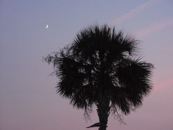 Monika-Young:  I Suddenly Miss Charleston. A Lot.