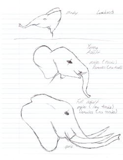 luckied:So, had this goofy idea for pokemon and I did it. What if there was an Elephant pokemon? Sure, there’s a mammoth and a tapars, but a three evolution elephant like pokemon? Males and females would look the same at their first level. All innocent