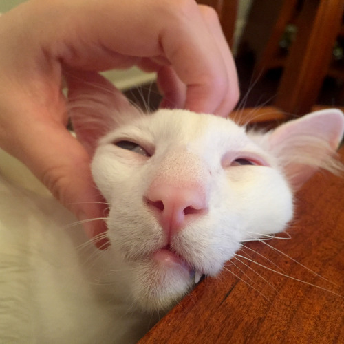 pangur-and-grim:scritch the small face georgeous