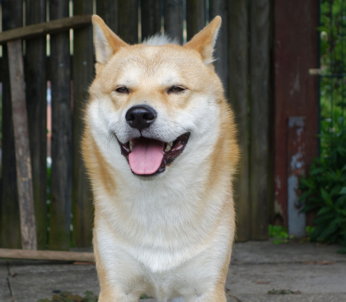 Smiling boy, June 2014 