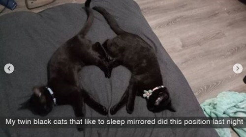 More black cat snaps