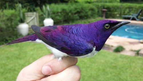 hobbithorse19: sixpenceee: This bird is the violet backed starling and it’s beautiful. (Source