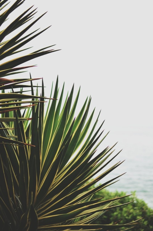 alc0h0l:  CLICK FOR A DOPE BLOG