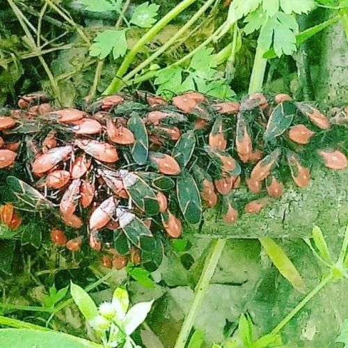 Boxelder Bug. Can occur in large numbers during spring, primarily on Boxelder but also on other mapl