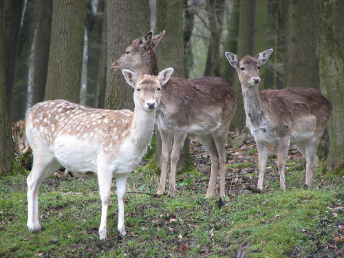 fuawn:Forest deer by mkusher on Flickr.