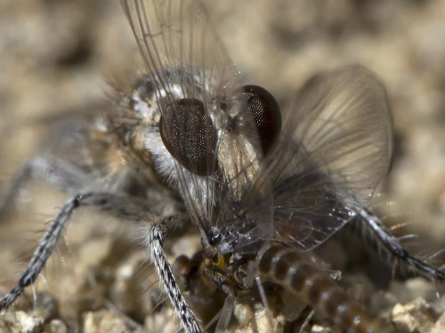 textless:A robber fly eating a mayfly near Aztec, NM, March 2016.Imagine having a 1-day adult lifesp