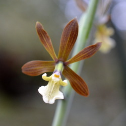 challenguate:  Epiphytic orchid Pollardia