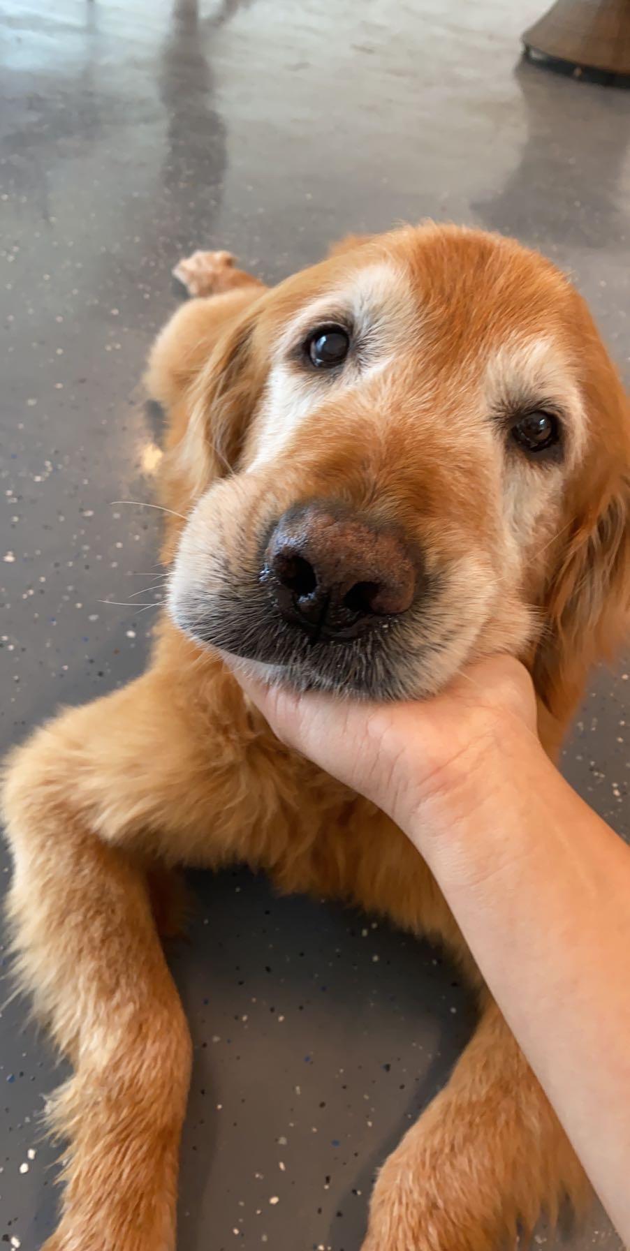 Presenting: A Series Of Various Dog Related Images