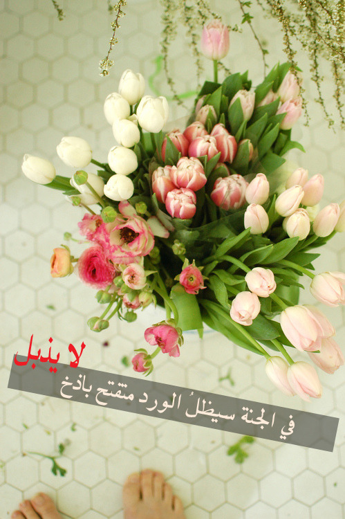 jnnah:  الجنـة تستحقكم جميعا .. فلا تبخلوا علي أنفسكم بها ..  أعملوا الصالحات واجتنبوا المحرمات السيئات .. الجنة يوماً ما يلتقي بهـا كل الاحباب