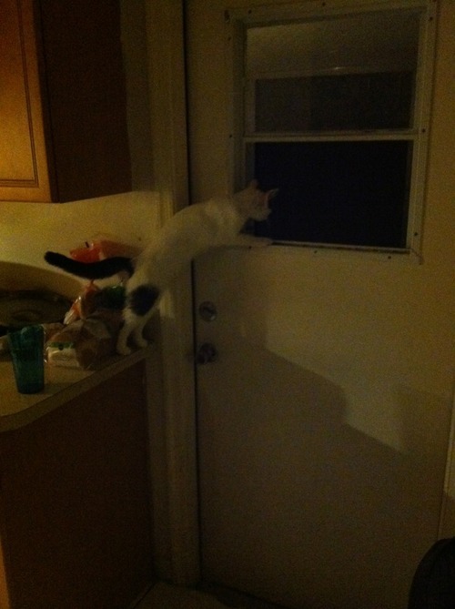 iwishihadafather:  so my cat is meowing like crazy in the kitchen and so i go to see whats up and i walk in on this  so naturally im like “what the fucking hell” and go and look out the window and  ARE YOU KIDDING ME  THIS IS NOT ROMEO AND JULIET