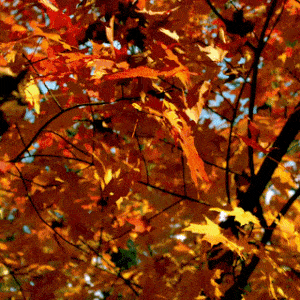 Stimboard For Edgar From Electric Dreams With Keyboards, Cellos, And Themes Of Autumn Requested By Anonymous