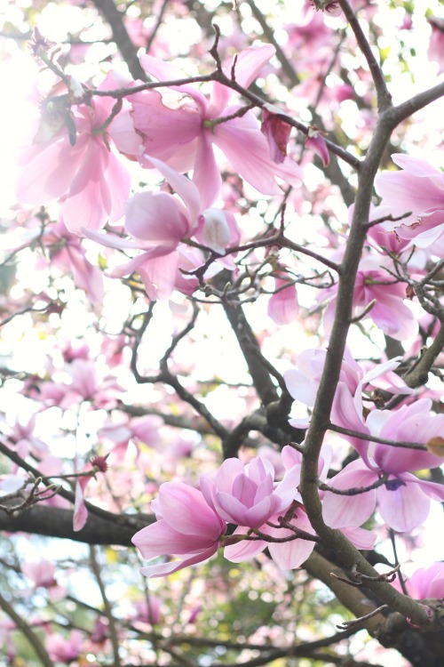 beautiful magnolias @ SF Botanical Garden