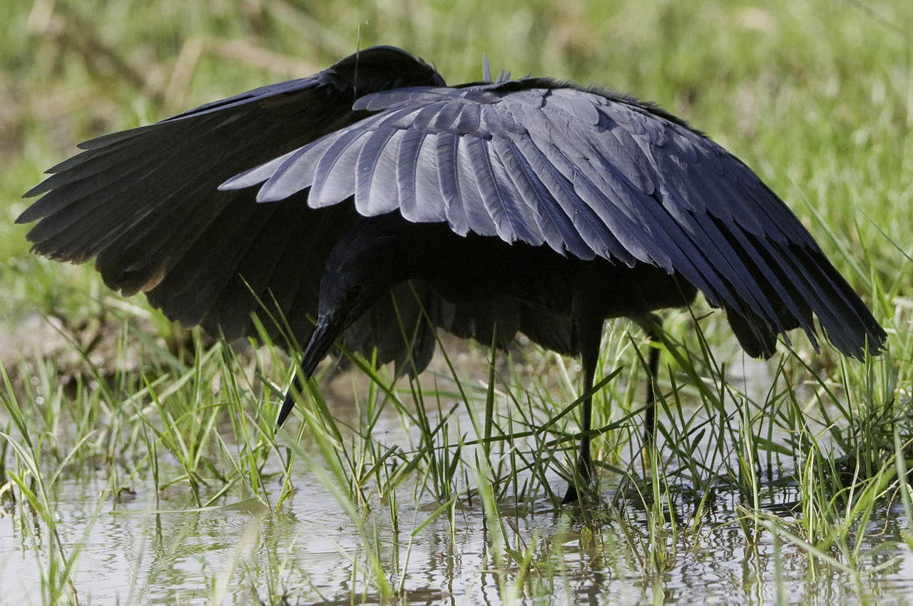 for-science-sake:  The Black Egret is a species of bird that occupies African, coastal