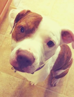 handsomedogs:  Cora. Pit bull / American