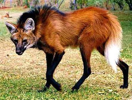 diary-of-a-daddy:  jupiterexe:  vivelagiygas:  I don’t understand why Maned Wolves aren’t more popular on tumblr, I mean look at themThey’re likefoxes on stilts.  they’re absolutely precious and totally fucking ridiculousin every way   this is