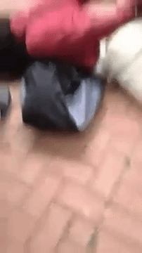 bellaxiao:    Texas Cop Body Slams Middle School Girl   A school police officer was