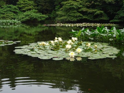 millyamaryllis:Lillypads near Meji Shrine.