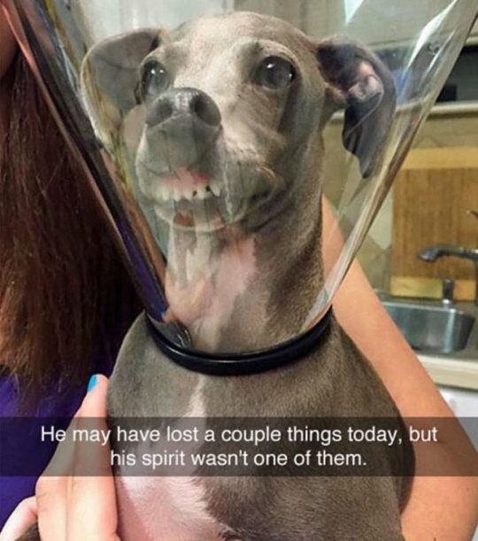 Dog snaps