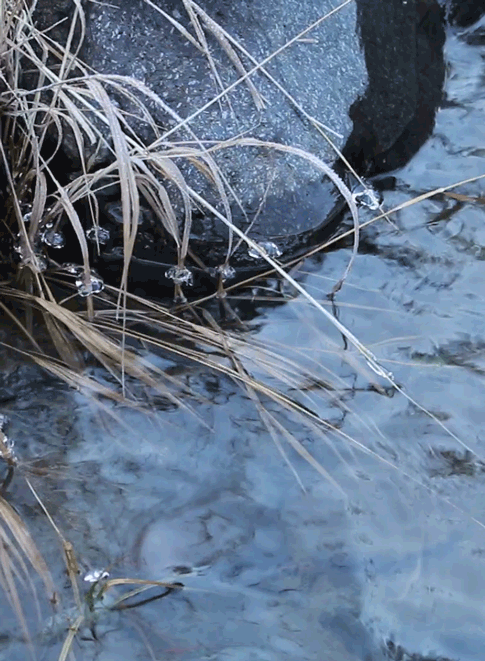 Ice jewels on river grass; morning, somewhere in Yellowstoneby riverwindphotography, Nov. 5, 2016