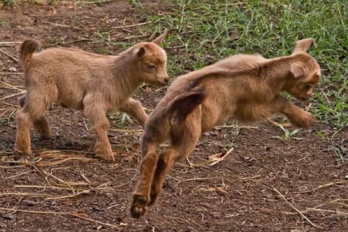 Porn Pics letshearitforthegoats:  Jumping ginger goats!