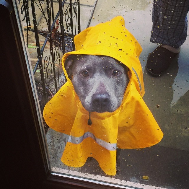 snapgif:   My pitbull Piglet in her little yellow raincoat. (chandler346) 