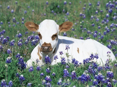 funflowur:Cute cow appreciation post.