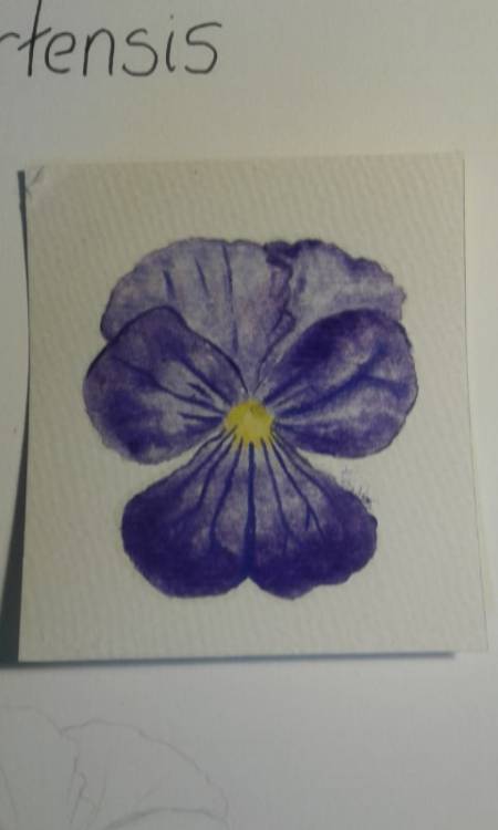 First time attepting water colour.