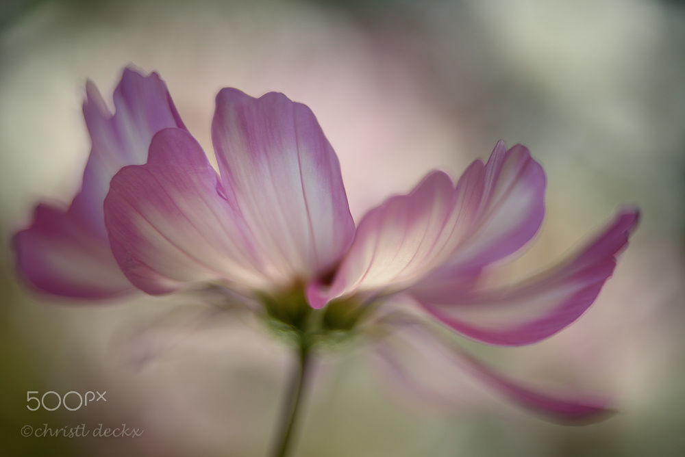 euph0r14:  macro | Cosmos elegance | by christldeckx | http://ift.tt/2d8ZI87 