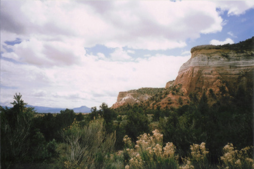 microtheca:  Near Abiquiu, NM.