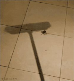 4gifs:  Shoulda chased it outside. Now you have to move. Karma.