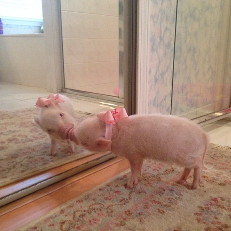 pigaddiction:  Bonus pig! 