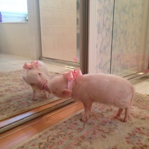 Porn pigaddiction:  Bonus pig!  photos