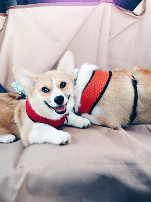 gatsbyadventures:  Puppy Jean Louise (and a hiding Gatsby)